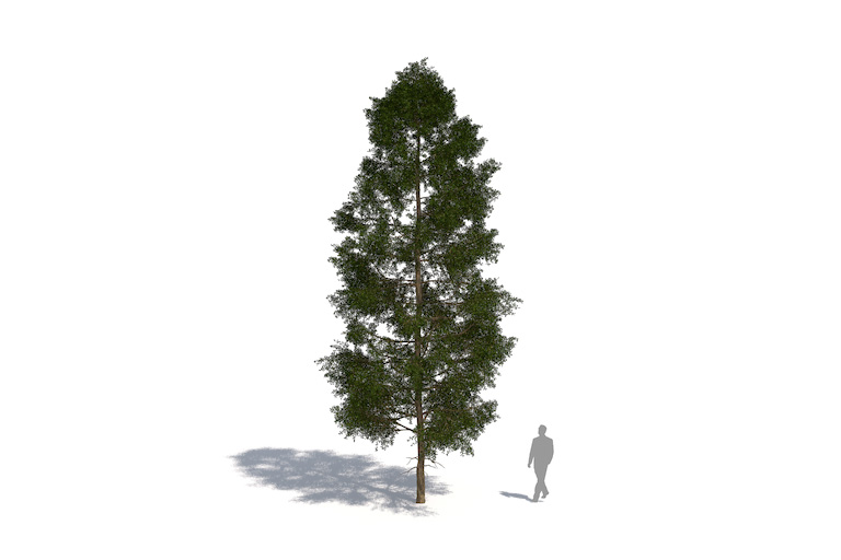 PlantsKit | Modrzew japoński | Larix kaempferi