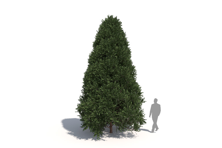 PlantsKit | Cis pospolity | Taxus baccata