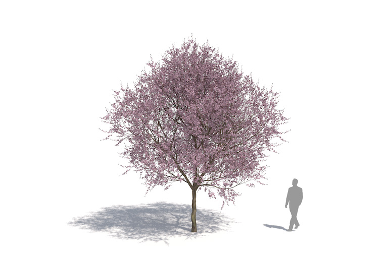 PlantsKit | Śliwa wiśniowa Nigra | Prunus cerasifera