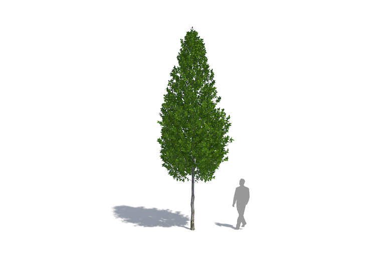 PlantsKit | Grab pospolity Fastigiata | Carpinus betulus