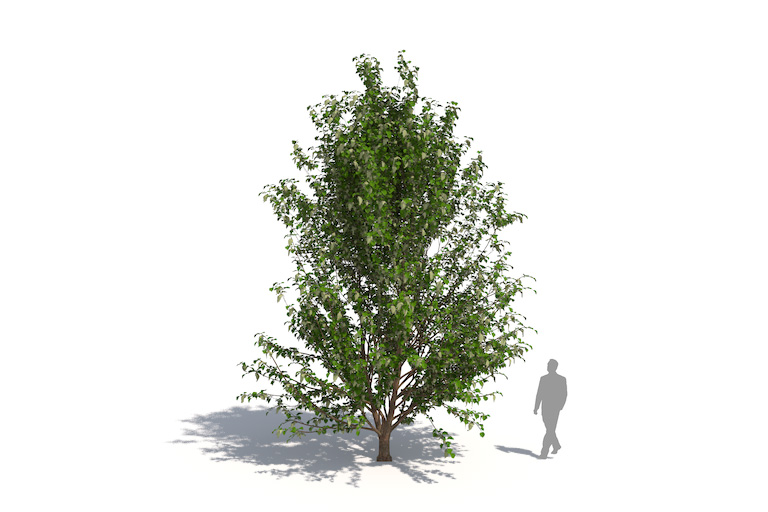 PlantsKit | Dawidia chińska Vilmorina | Davidia involucrata var. Vilmoriniana