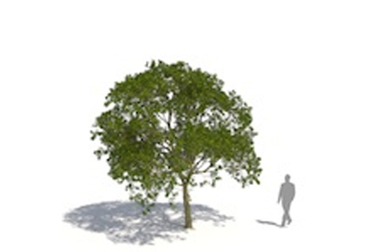 PlantsKit | Glediczja trójcierniowa | Gleditsia triacanthos