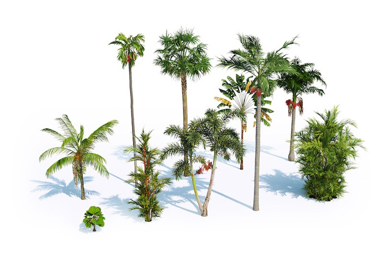 PlantsKit | Plants Kit 7 | Zestaw gatunków palm tropikalnych występujących, które rosną i sadzone są na plażach, ulicach, parkach i ogrodach.