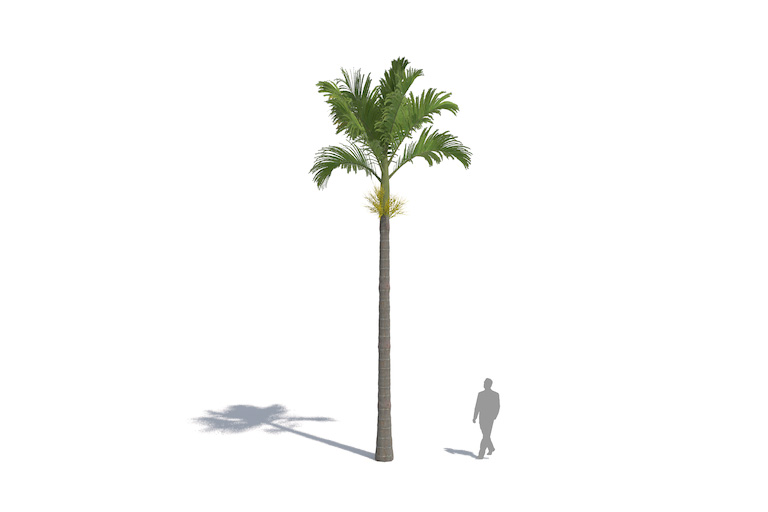 PlantsKit | Areka katechu | Areca catechu