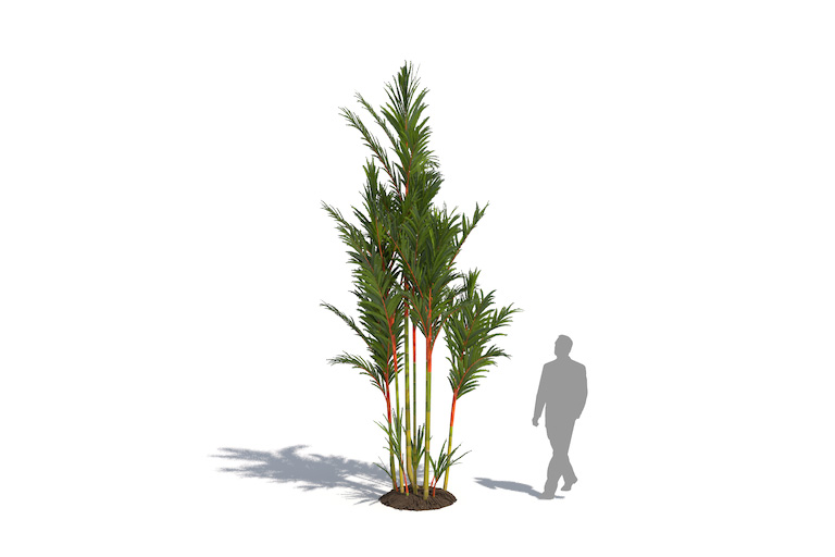 PlantsKit | Palma czerwona Cyrtostachys | Cyrtostachys renda