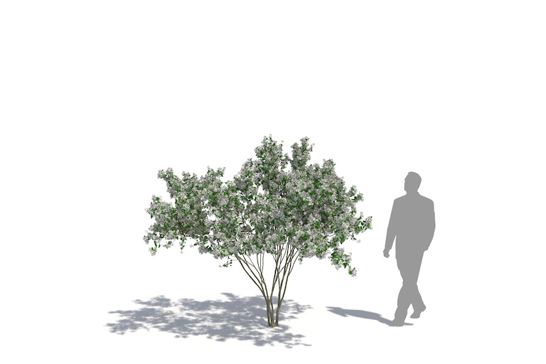 PlantsKit | Świdośliwa Lamarcka | Amelanchier lamarckii