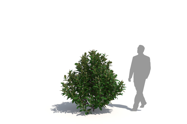 PlantsKit | Laurowiśnia wschodnia Schipkaensis | Prunus laurocerasus