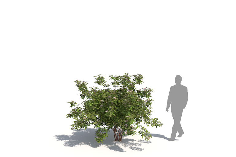 PlantsKit | Róża dzika | Rosa canina