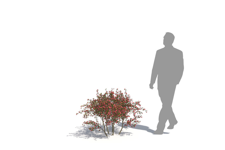 PlantsKit | Pigwowiec japoński | Chaenomeles japonica