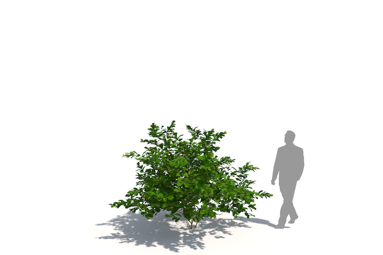 PlantsKit | Oczar wirginijski | Hamamelis virginiana