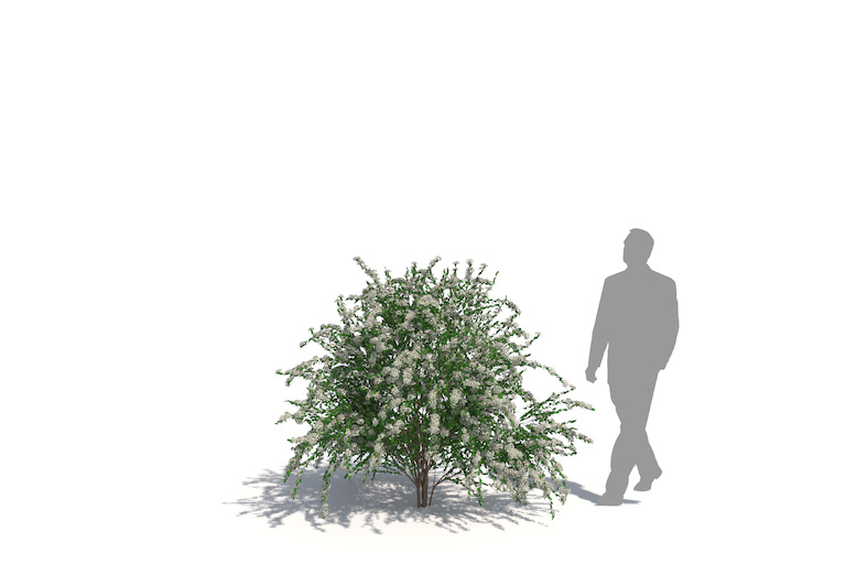 PlantsKit | Tawuła van Houttea | Spiraea x vanhouttei