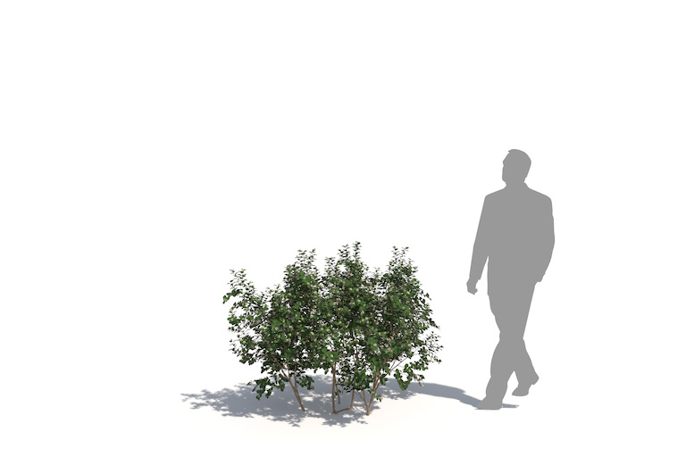 PlantsKit | Śnieguliczka biała | Symphoricarpos albus