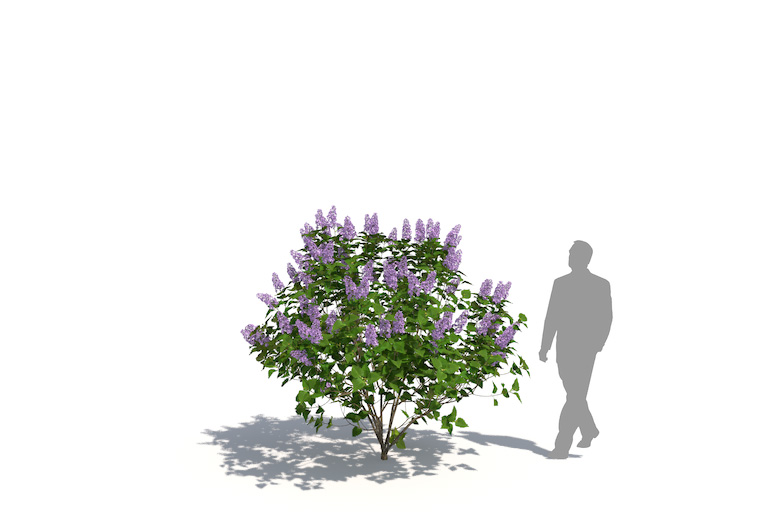 PlantsKit | Lilak pospolity | Syringa vulgaris