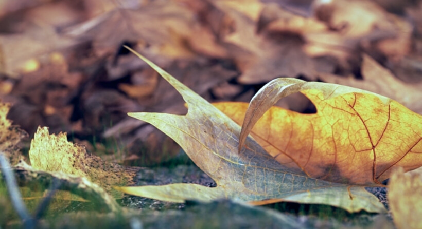 Czym jest rozpraszanie powierzchniowe w V-Ray?